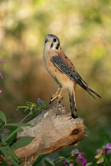 Peregrine Falcon closeup perched on wooden tree stump