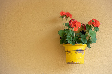 flowerpot with geranium
