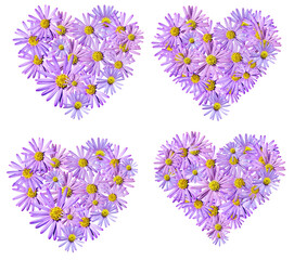 Flowers heart PNG, Aster flowers PNG, Blue aster layout,  Chrysanthemums blossom, Flowers heart shape, Flowers and hearts, Background png, Aster composition, transparent background