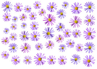 Aster flowers PNG, Blue aster flowers on transparent background, Chrysanthemums, Flowers composition, Purple flowers PNG -  Flat lay, top view, flower arrangement isolated on a white