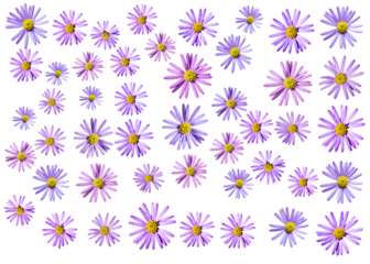 Aster flowers PNG, Blue aster flowers on transparent background, Chrysanthemums, Flowers composition, Purple flowers PNG -  Flat lay, top view, flower arrangement isolated on a white