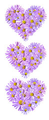 Flowers heart PNG, Aster flowers PNG, Blue aster layout,  Chrysanthemums blossom, Flowers heart shape, Flowers and hearts, Background png, Aster composition, transparent background