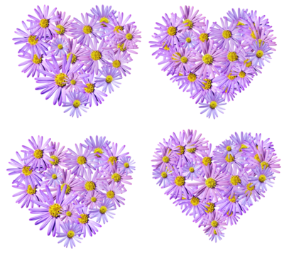 Flowers heart PNG, Aster flowers PNG, Blue aster layout,  Chrysanthemums blossom, Flowers heart shape, Flowers and hearts, Background png, Aster composition, transparent background