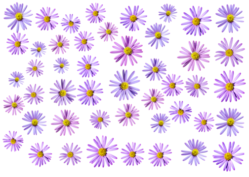 Aster flowers PNG, Blue aster flowers on transparent background, Chrysanthemums, Flowers composition, Purple flowers PNG -  Flat lay, top view, flower arrangement isolated on a white