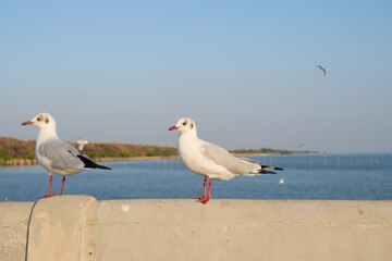 seagulls on the beach