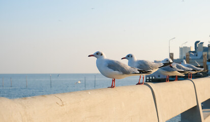 seagull on the pier