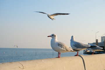 seagull on the sea