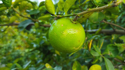 Close-up shot of lemon fruit on the tree in the garden of Thailand.