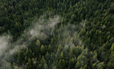 Aerial view of fog over dark pine forest trees. - Powered by Adobe