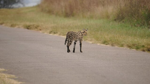 Wild African Serval cat walking through road towards grassy patch