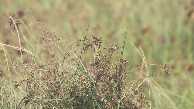 Long tailed male widow bird flying away after resting in long grass, close-up shot
