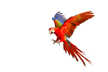 Colorful flying parrot isolated on transparent background png file © Passakorn