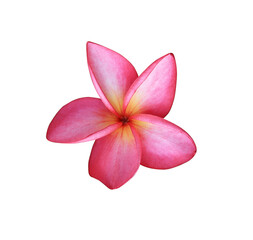 Plumeria or Frangipani or Temple tree flower. Close up red-pink plumeria flowers isolated on white...