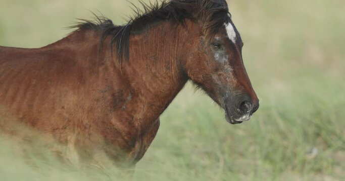A wild horse stands in blowing grass on Shackleford Island Outer Banks. Rack focus from grass to horse.