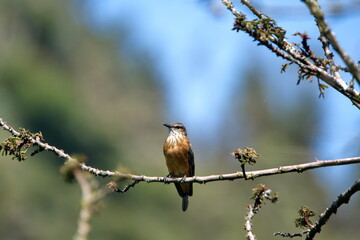 Female vermilion flycatcher (Pyrocephalus rubinus) perched on a tree branch in Cotacachi, Ecuador