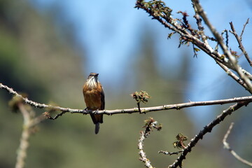 Female vermilion flycatcher (Pyrocephalus rubinus) perched on a tree branch in Cotacachi, Ecuador