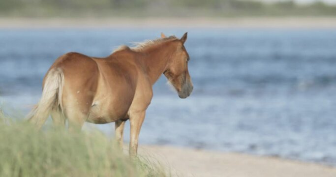 A wild horse stands dozes in front of the ocean at Shackleford Island Outer Banks. Slow motion Rack focus from ocean to horse.