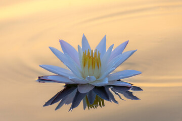 Naklejka na ściany i meble The white lotus on the surface of the water reflects the golden light of the sun.