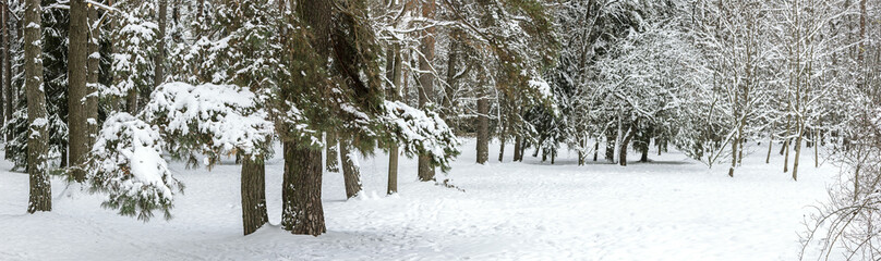 winter forest at snowy day. snow-covered pine trees after snowfall. panorama.