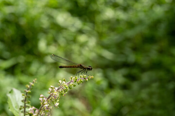One dragonfly at nature green background.