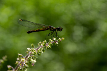 One dragonfly at nature green background.