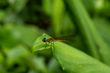 One dragonfly at nature green background.