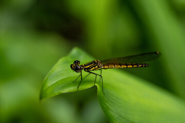 One dragonfly at nature green background.