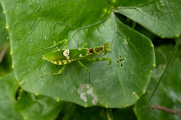 Indian flower mantis at green nature