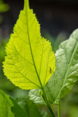 Spiders in nature, on leaf green