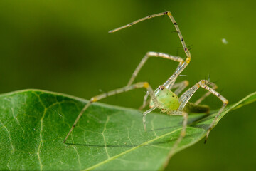 Spiders in nature, on leaf green