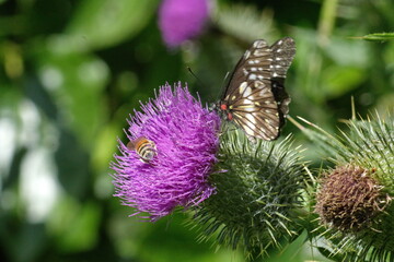 Black and white butterfly and a honey bee on a Scotch thistle flower in a field in Cotacachi, Ecuador