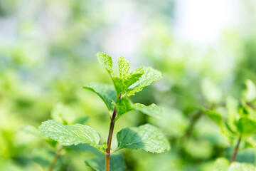 Closeup mint plant over blurred garden background, fresh organic herb, healthy food concept, selective focus