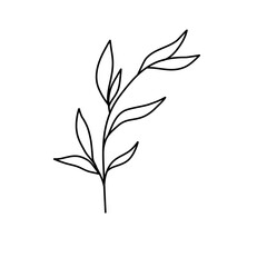foliage leaves line art botanical illustration