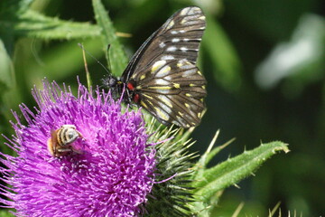 Black and white butterfly and a honey bee on a Scotch thistle flower in a field in Cotacachi,...