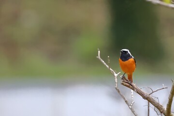 Male Daurian Redstart standing on a branch.