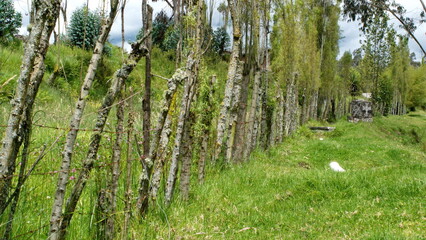 Field with a fence using rustic fence posts in Cotacachi, Ecuador