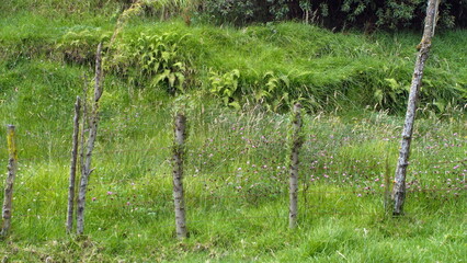 Obraz premium Field with a fence using rustic fence posts in Cotacachi, Ecuador