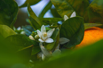 Blossom orange tree close up. Beautiful season, when trees have ripe fruits and flowers at the same time.