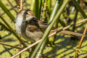 Little Grassbird in Victoria Australia