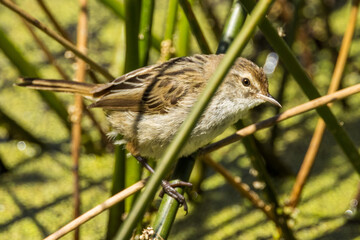 Little Grassbird in Victoria Australia