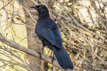 White-winged Chough in Victoria Australia