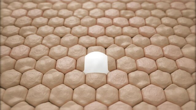 3d animation of cream and lotion drops into dry skin cells and then turns into a healthy skin.