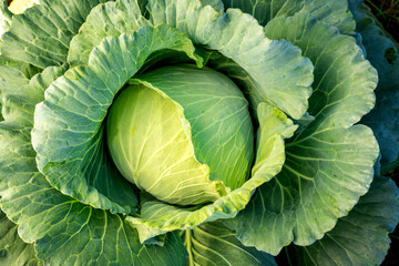 Fototapeta premium Top view of Big cabbage with traces of insect bites in the garden. Organic agriculture and vegetable concept.