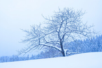 Fototapeta premium 雪の積もった山に立つ一本の木