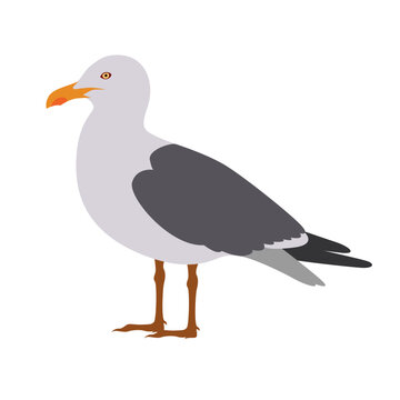 seagull vector illustration Flat design Clipart