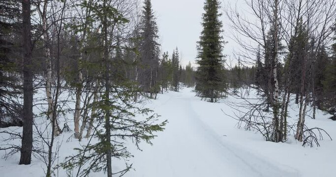 Riding a snowmobile through a forest, Swedish Lapland