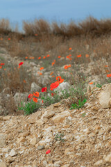 Poppies growing in a trench on the Somme battlefields of France.	