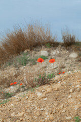 Poppies growing in a trench on the Somme battlefields of France.	