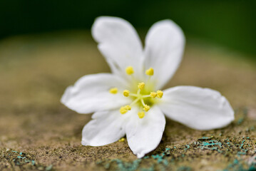 Vernicia fordii (Tung oil flower) closeup