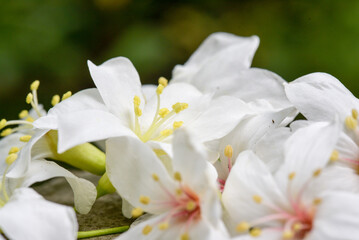 Fototapeta na wymiar Vernicia fordii (Tung oil flower) closeup